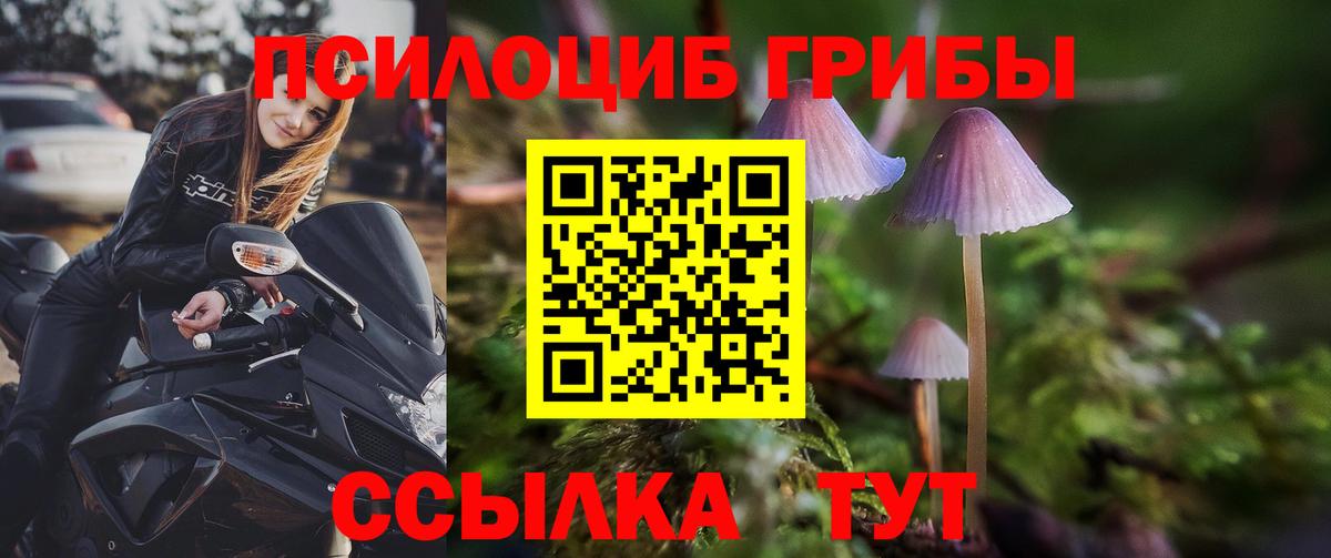 Сорочинск  Галлюциногенные грибы Psilocybine cubensis  Вход с VPN 